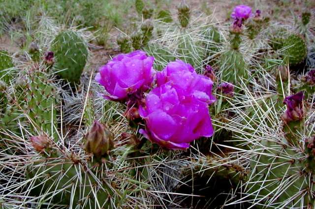 Cactus Flower