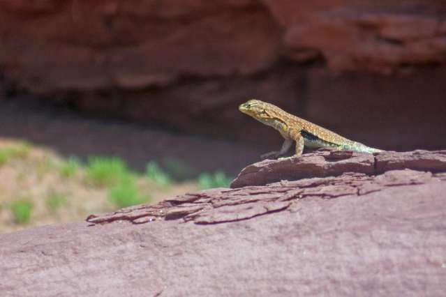 MOAB07_reptile