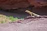 MOAB07_reptile.jpg