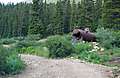 Alpine_Tunnel_Camping025.jpg