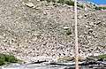 Alpine_Tunnel_Camping090.jpg