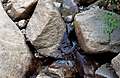 Alpine_Tunnel_Camping159.jpg