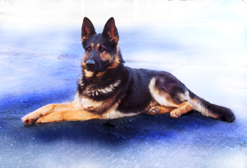 My dog- Vasco