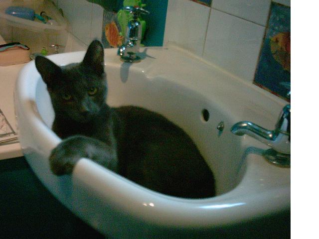 me cat