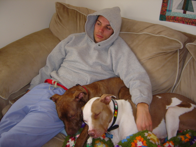 Dogs