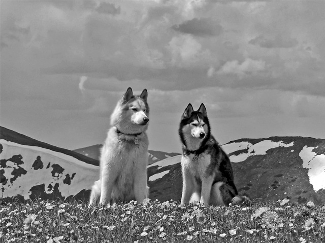 ALY & TIMBER