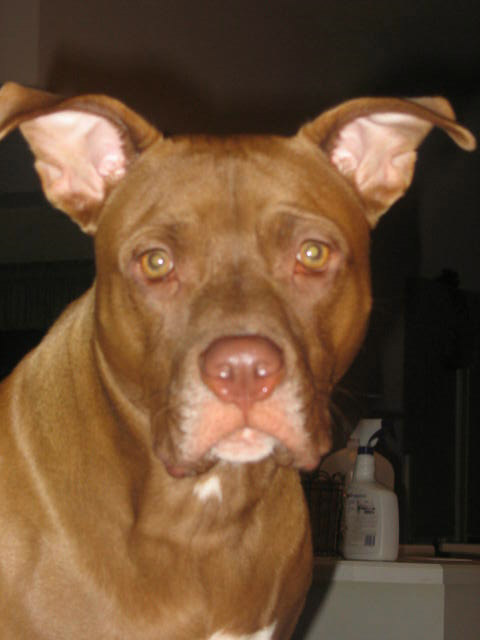 Bob_1