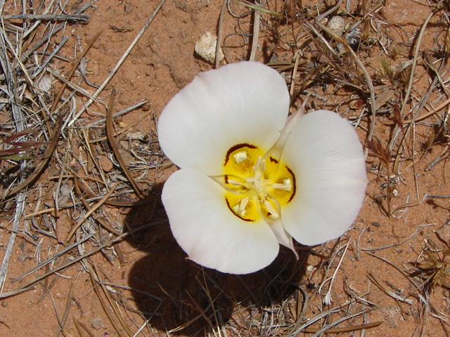 NUTHER PURDY FLOWER