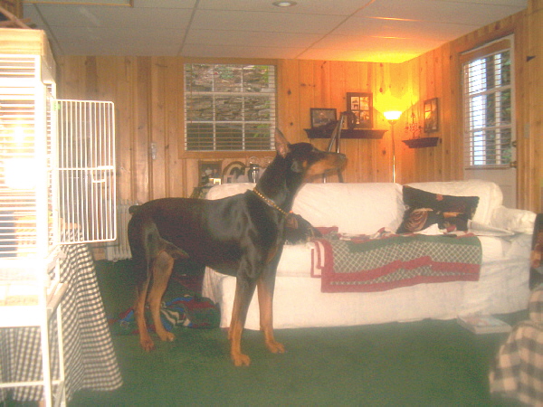 My dog Duke