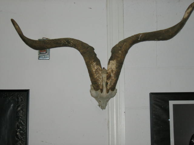 New skull