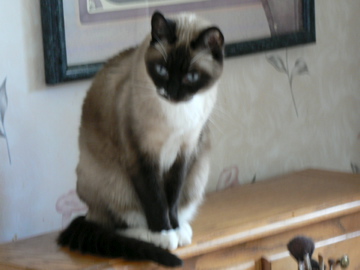 More kat pics