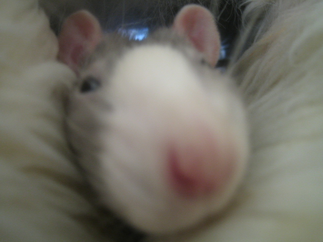 Sneezy Weezy