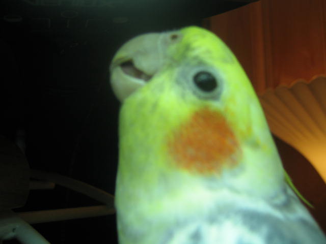 boybird