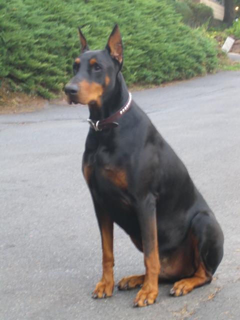 my dog
