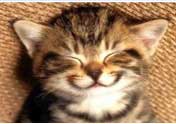 cat_img