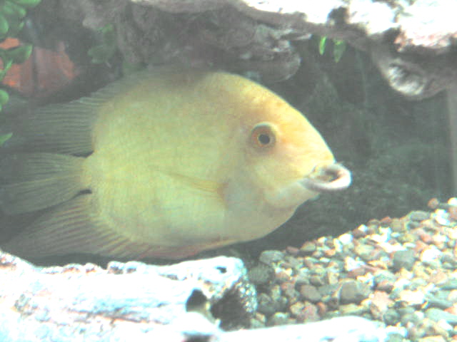 MY FISH EATING A BIG EARTH WORM