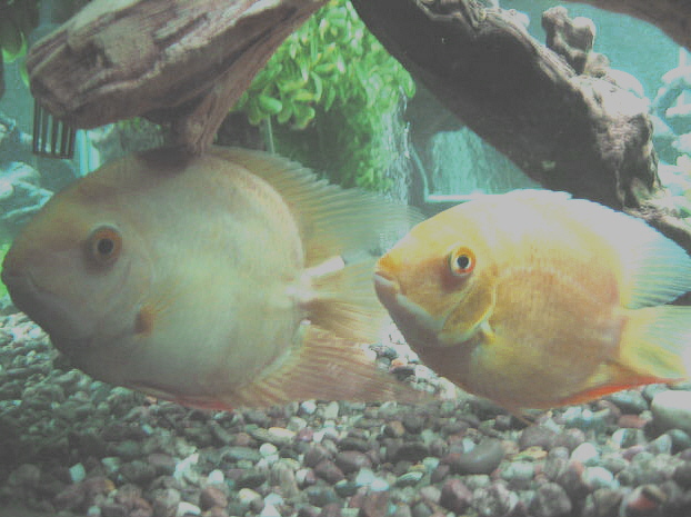MY FISH
