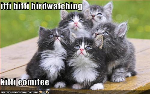 cat funnies....