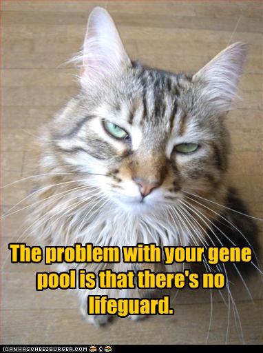 cat funnies....