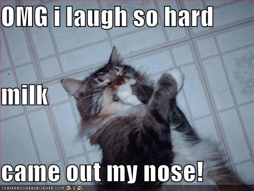 cat funnies....