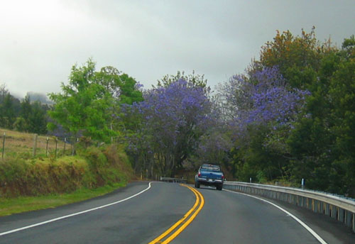 Jacaranda trees upcountry Maui