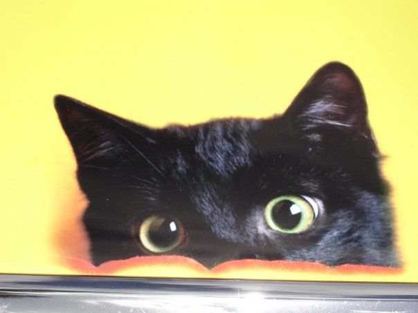 jpgpeekcat