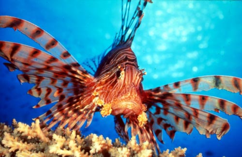 lion-fish-big-01