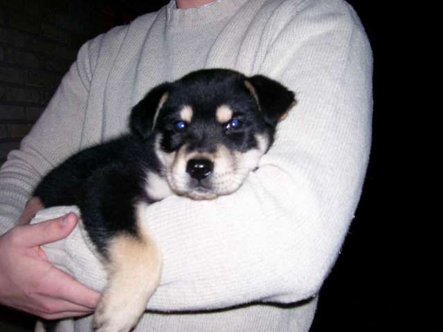 Simon as a puppy
