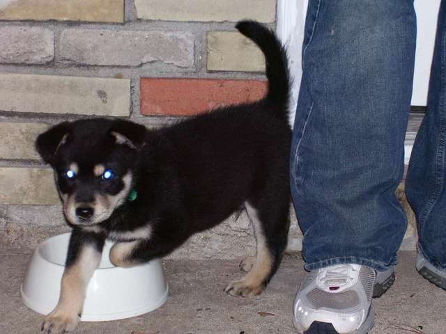 Simon as a puppy.