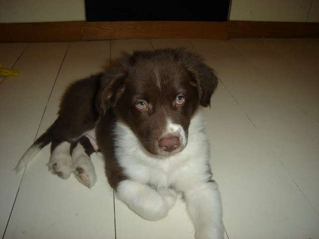 Cooper