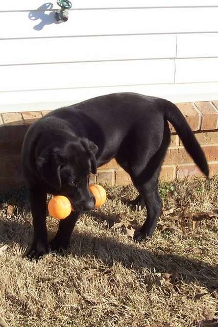 sophie the black lab