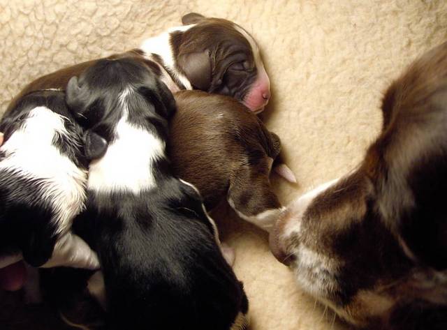 4_pups_and_Molly