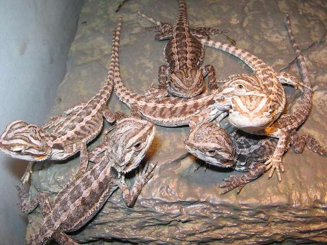 Babies_071
