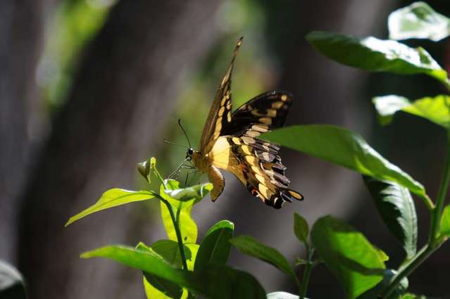 BUTTERFLY