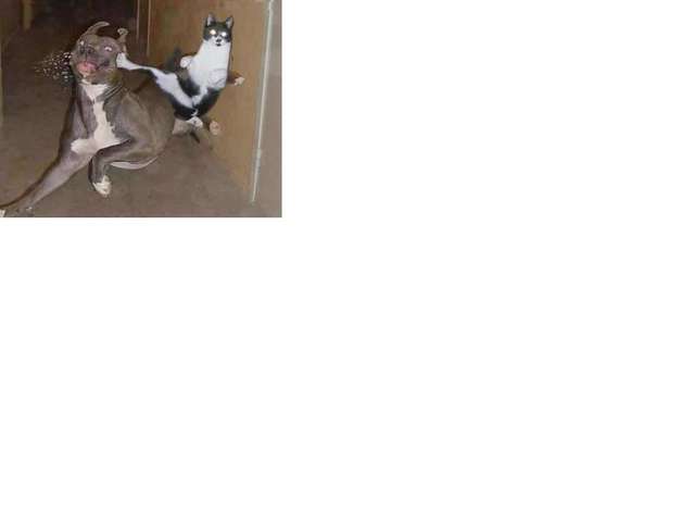 Cat Kicking Dog