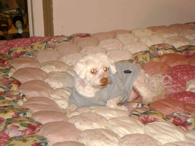 Prince