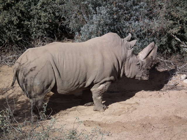 White rhino