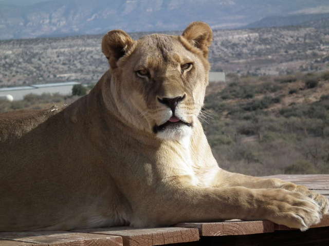 Out of Africa wildlife park