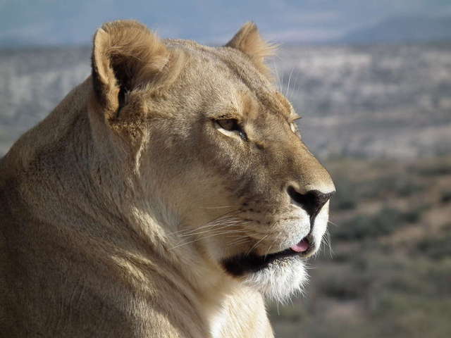 Out of Africa wildlife park
