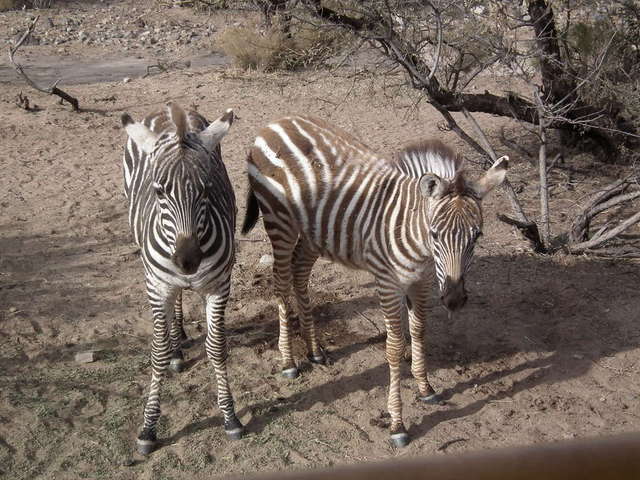 Out of Africa wildlife park