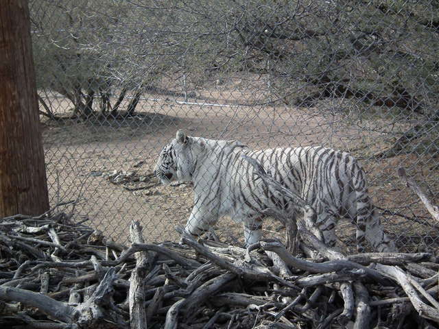 Out of Africa wildlife park