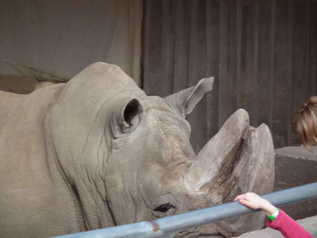 White rhino
