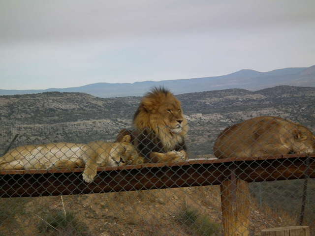 Out of Africa wildlife park