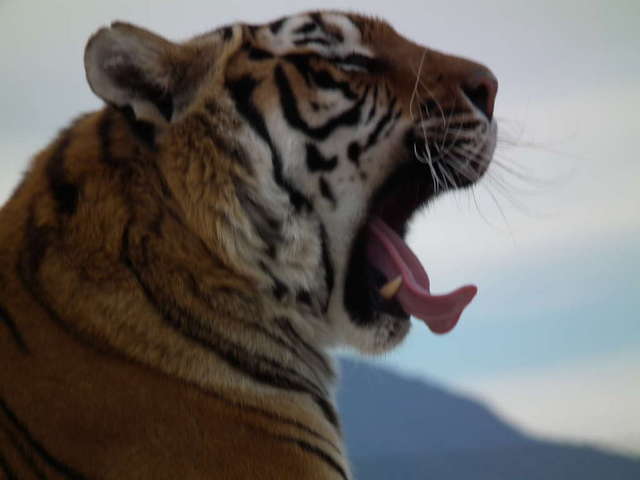 Out of Africa wildlife park