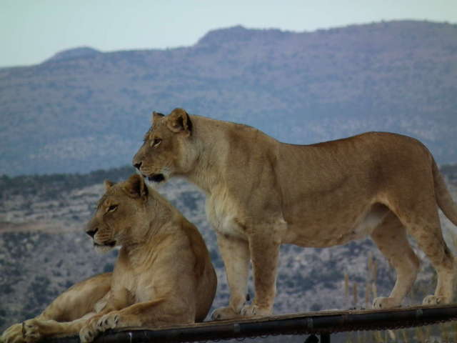 Out of Africa wildlife park