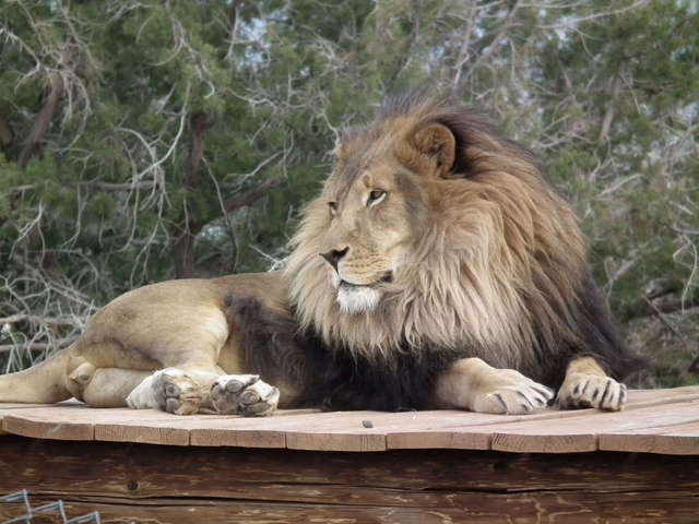 Out of Africa wildlife park