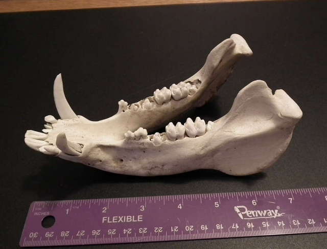 Javelina lower jaw