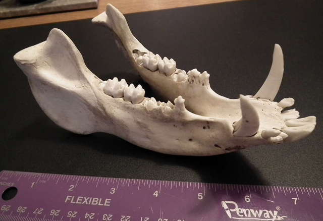 Javelina lower jaw