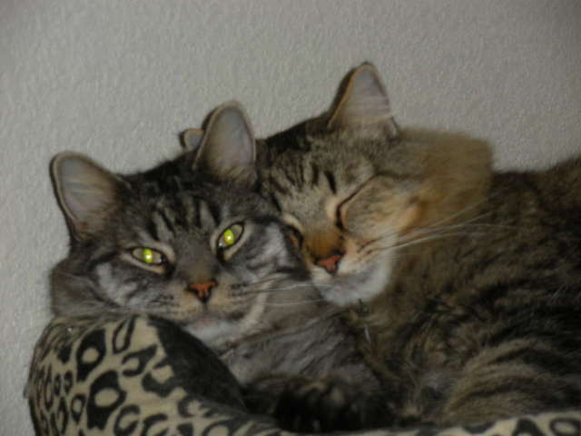 My Maxi ....RIP :-(      (cat on top)