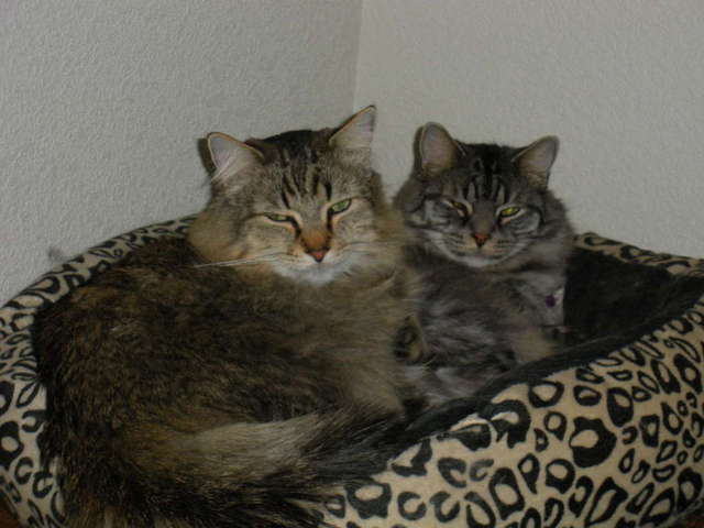 My Maxi ....RIP :-(      (cat on top)